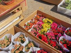 -中环花鸟鱼虫市场