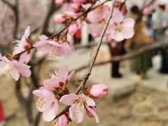 -桃花堤公园