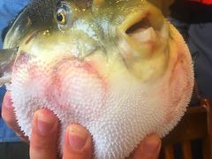 -天正河鲀·河豚亭(大连店)