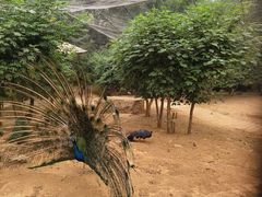 -石家庄市动物园