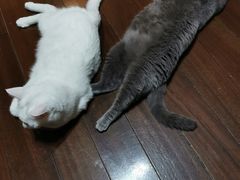 -艾吉宠物医院·疑难杂症转诊中心·猫友好(碧江路院)
