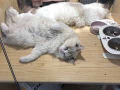 -屋虎猫馆(宝安大仟里店)