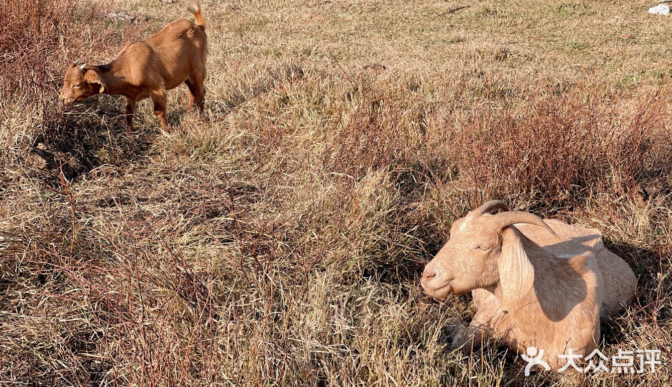 南昌拍照📸打卡 | 江滩上的羊咩咩🐏