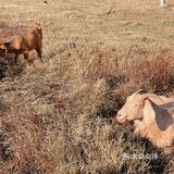 南昌拍照📸打卡 | 江滩上的羊咩咩🐏