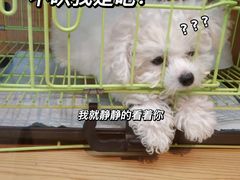 -Promise 国风宠物空间(上邦百汇城店)