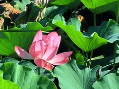 -羊亭河湿地公园