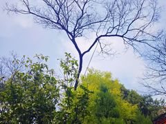 -孤山景区-孤山寺