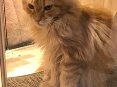 -屋虎猫馆(宝安大仟里店)