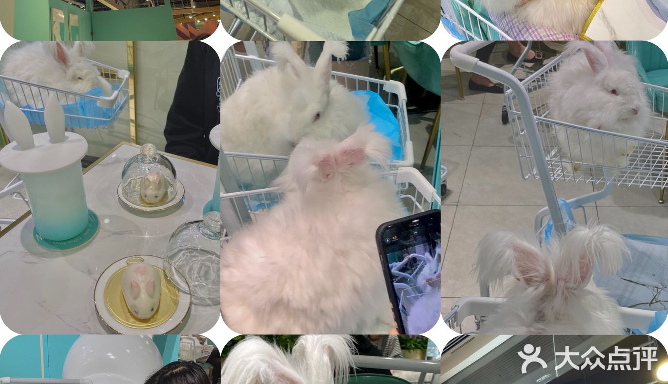 探店 | 周末来撸可爱的兔兔叭🐰