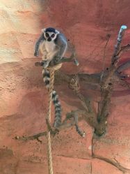 -Zoolung Zoolung动物主题公园(海信广场店)