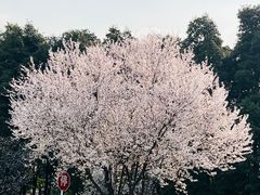 -国际非物质文化遗产博览园