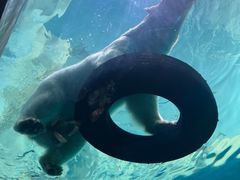 -珠海长隆海洋王国