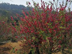 -南国桃园旅游度假区