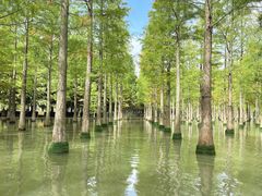 -泗洪洪泽湖湿地景区