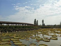 -池杉湖湿地公园
