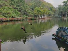 -西双版纳原始森林公园