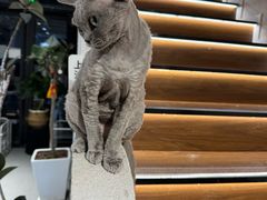 -琪喵猫屋·撸猫猫咖·猫舍