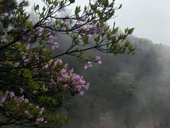 -猪脑壳凉面(武陵源店)