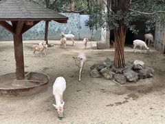 -成都动物园