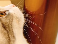 -飞行喵MR PILOT|猫舍·猫咖(静安大融城店)