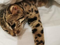 -东方名猫馆·英短金渐层布偶猫舍(环线广场1号楼店)