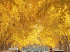 -三里屯东五街银杏大道