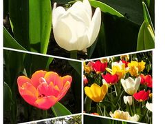 -大宁郁金香公园-停车场