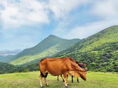 -大姆山草场
