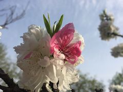 -南汇桃花村
