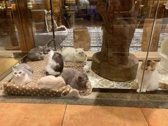 -more than meow吴止猫主题餐厅(承德 中船汇店)