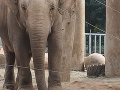 -石家庄市动物园