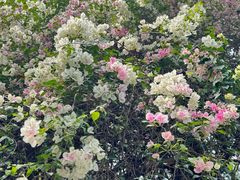 -深圳国际园林花卉博览园