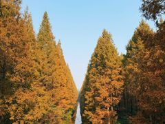 -黄海国家森林公园