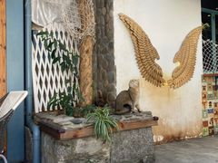 -喵屿·大理花园猫咖