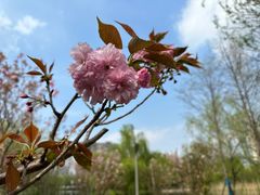 -洋湖国家湿地公园