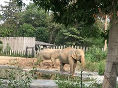 -清迈夜间动物园