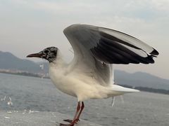 -海埂大坝