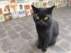 -喵屿·大理花园猫咖