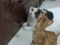 -爱诺耐芙动物医院(万博店)