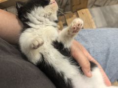 -楼上猫咖(罗湖店)