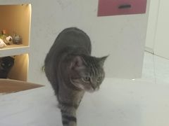 -喵园·猫主题咖啡厅·撸猫·猫咖(国贸店)