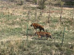 -新疆天山野生动物园