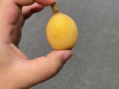 -塘栖枇杷特色园区