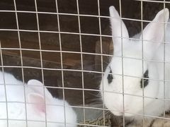 -都江堰玫瑰花溪谷