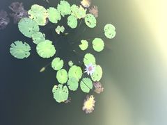 -东莞植物园