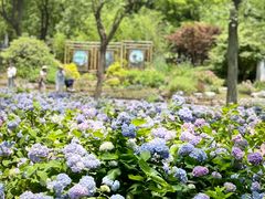 -上海共青森林公园