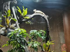 -帕帕拉兹宠物(亚洲旗舰店)