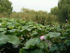 android_upload_pic-白塔湖国家湿地公园