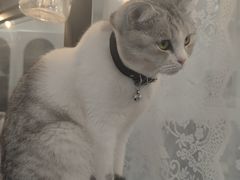 -共舞时光猫咖·狗咖(新街口店)