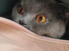 -佳雯宠物医院·皮肤科·内外科(春晓路分院)